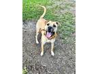 Adopt Bumper a Tan/Yellow/Fawn Black Mouth Cur / Mixed dog in Houston
