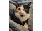 Adopt QT a Calico or Dilute Calico Calico / Mixed (short coat) cat in Ball