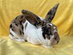 Adopt DEPECHE MODE a Bunny Rabbit