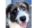 Adopt Luke - Foster or Adopt Me! a Terrier (Unknown Type