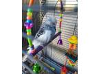 Adopt PHILLY a Parakeet (Other)