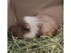 Adopt NEAPOLITAN a Guinea Pig