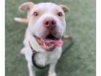Adopt PIERE LOUIS YOUNG a Pit Bull Terrier
