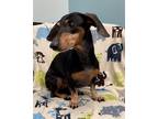 Adopt Sky a Dachshund / Mixed dog in Weston, FL (39049197)