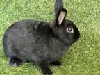 Adopt FUZZY a Bunny Rabbit