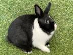 Adopt LEAPER a Bunny Rabbit
