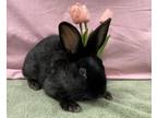 Adopt BUN BUN a Bunny Rabbit