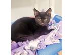 Adopt Kitten 24834 (Sean) a All Black Domestic Shorthair (short coat) cat in