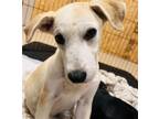 Adopt Luna a Tan/Yellow/Fawn Labrador Retriever / Mixed dog in Grand Bay