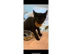 Adopt Frida a All Black American Curl / Mixed (short coat) cat in Phoenix