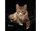 Adopt Teresa a Domestic Shorthair / Mixed cat in Hot Springs Village