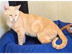 Adopt Tango a Orange or Red Domestic Shorthair / Mixed (short coat) cat in