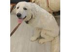 Adopt Harry a Great Pyrenees