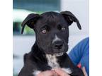Adopt Village Pup - Gordes a Black Wirehaired Fox Terrier / Standard Schnauzer /
