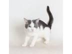 Adopt George a Domestic Short Hair