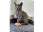 Adopt Tubby a Gray or Blue Domestic Mediumhair (medium coat) cat in Quincy