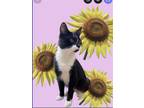 Adopt Stevia a Black & White or Tuxedo Domestic Shorthair / Mixed cat in