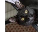 Adopt Macy a All Black Domestic Shorthair / Mixed cat in LaGrange, KY (39066365)