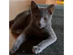Adopt Flash a Gray or Blue Domestic Shorthair / Mixed cat in LaGrange