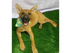 Adopt Fanta a Tan/Yellow/Fawn - with Black Australian Cattle Dog / Mixed dog in