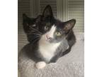 Adopt Fauna a Black & White or Tuxedo Domestic Shorthair (short coat) cat in