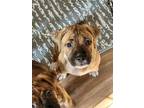 Adopt Sheena a Brindle Boxer / Mixed dog in Beausejour, MB (39056090)
