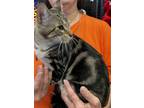 Adopt Sealy a Brown Tabby Domestic Shorthair / Mixed (short coat) cat in Spring