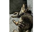 Adopt Benji a Gray, Blue or Silver Tabby Domestic Shorthair / Mixed cat in
