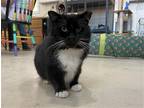 Adopt Wrecker a Domestic Shorthair / Mixed cat in Colorado Springs