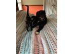 Adopt Freddy a All Black Domestic Shorthair (short coat) cat in Colmar