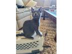 Adopt Yurt a Domestic Mediumhair / Mixed cat in Colorado Springs, CO (39024772)