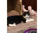Adopt Miso a White Domestic Shorthair (short coat) cat in Jackson, GA (39065637)