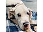 Adopt Jack (22-135) a White Great Dane / Mixed dog in Inver Grove Heights