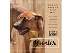 Adopt Rooster a Red/Golden/Orange/Chestnut - with White Black Mouth Cur / Boxer
