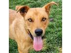Adopt Lincoln a Labrador Retriever dog in Yankton, SD (38935665)