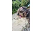 Adopt Bread a Brown/Chocolate - with White Briard / Wheaten Terrier / Mixed dog