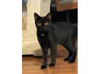 Adopt Melanie a All Black Domestic Shorthair / Mixed (short coat) cat in