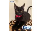 Adopt Dante - $55 Adoption Fee Special a All Black Domestic Shorthair / Mixed