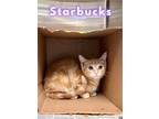 Adopt Starbucks a Orange or Red Domestic Shorthair / Mixed (short coat) cat in