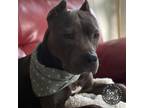 Adopt Rex a Gray/Silver/Salt & Pepper - with Black Terrier (Unknown Type
