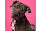 Adopt Raine a Brown/Chocolate Mixed Breed (Large) / Presa Canario / Mixed dog in