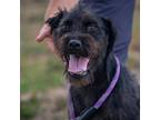 Adopt Dakota JuM a Black Schnauzer (Standard) / Terrier (Unknown Type