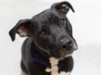 Adopt TILIAN a Boxer, Staffordshire Bull Terrier