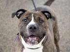 Adopt OSIRIS a Pit Bull Terrier, Boxer