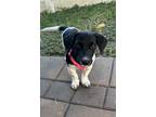 Adopt Shirley a Black - with White Hound (Unknown Type) / Mixed dog in