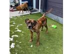 Adopt John Boy a Boxer