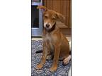 Adopt Denali a Tan/Yellow/Fawn - with White Terrier (Unknown Type