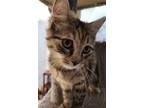 Adopt Purrs-a-lot a Gray, Blue or Silver Tabby Domestic Mediumhair / Mixed cat