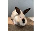 Adopt Dipper a Cream Californian / Mixed rabbit in Oakland, CA (38917713)