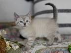 Adopt Whit (The Arlington Litter) a Cream or Ivory Domestic Shorthair / Mixed